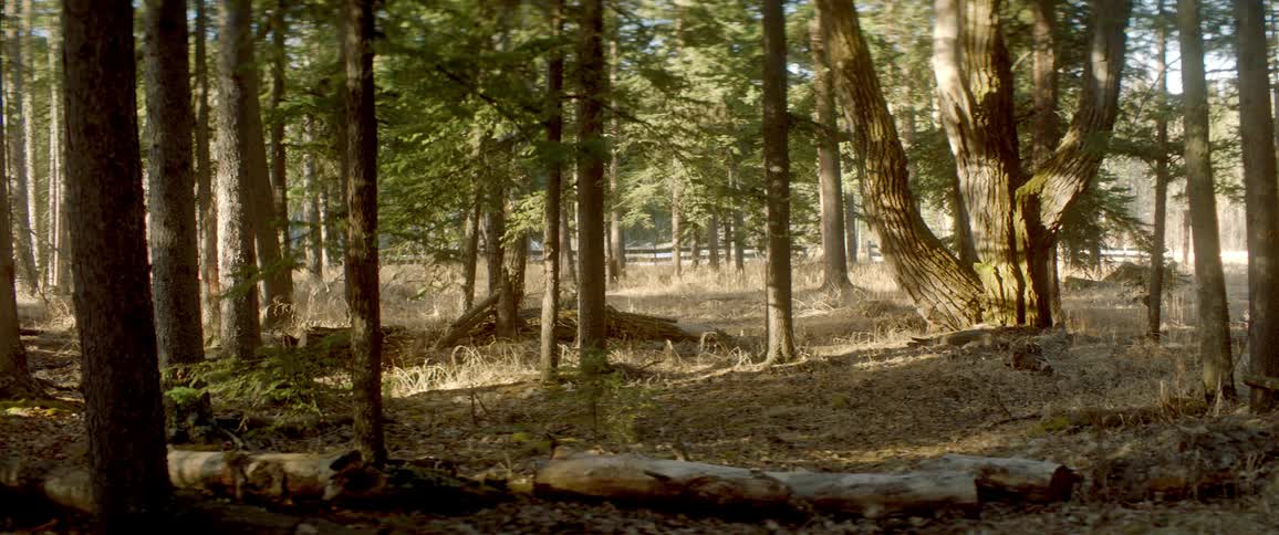 Trees in a forest are displayed in spring