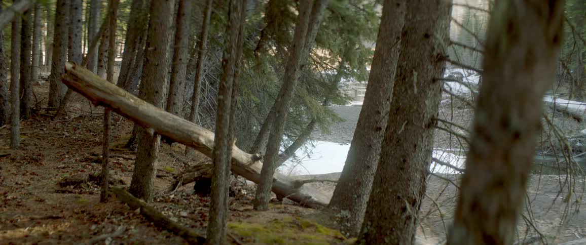 Trees and moss in a forest on a winter day