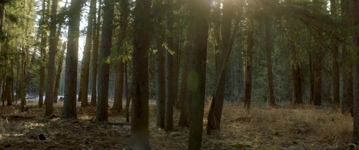 Trees in a forest is displayed during the day