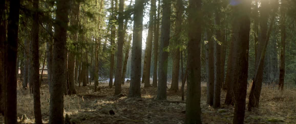An area of land covered with trees and plants
