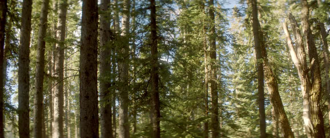 Sunlight shines through tall trees in a forest