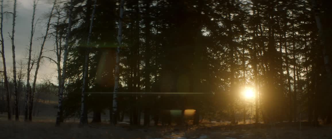 The low sun shines on a woodland under a cloudy sky