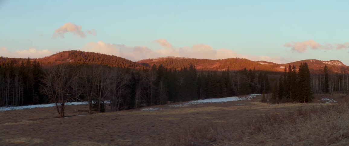 Landscape view of trees on a field