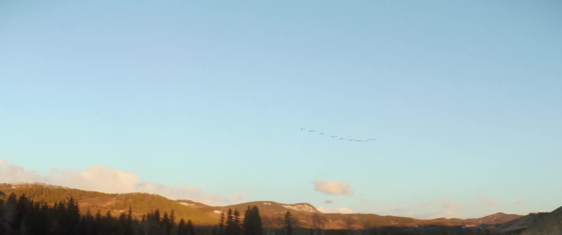 Birds flying across a field