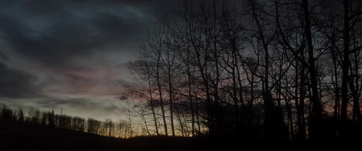 A group of leafless trees gently sway in the wind under a dark cloudy sky just after sunset