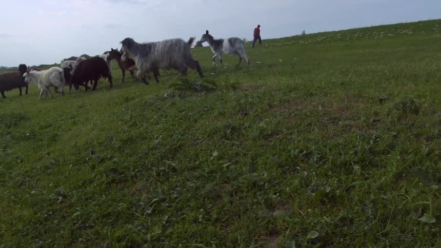 A man walks up a hill with sheep grazing