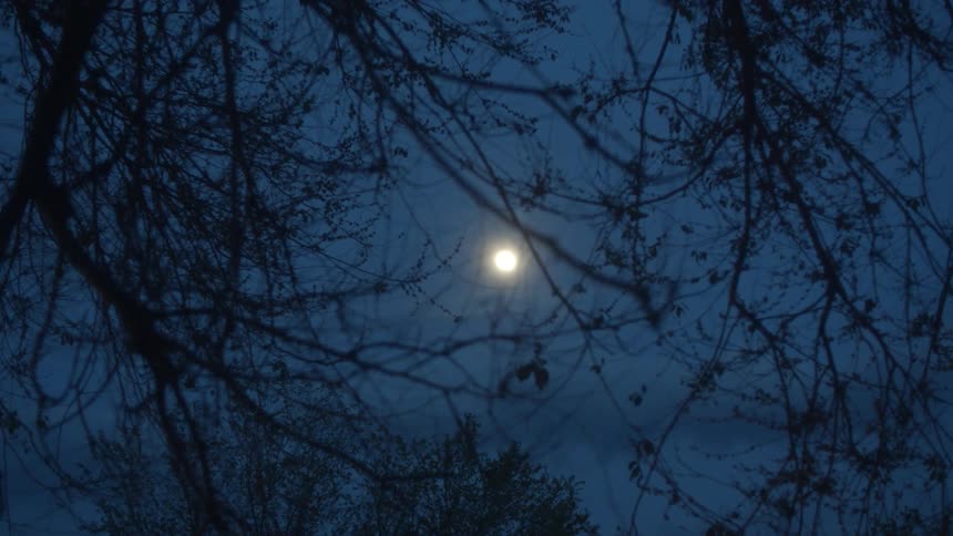 The moon behind a tree in the night sky