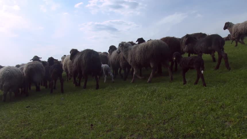 A group of sheep and baby sheep walking together