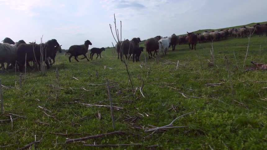 Cattle on farmland