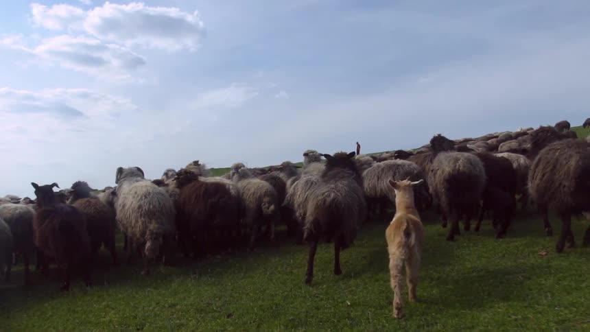 Group of sheep running together across a large area of grass