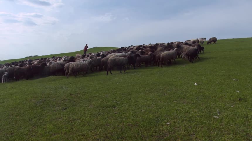 A person standing in a meadow with sheep with the sky and clouds in the background