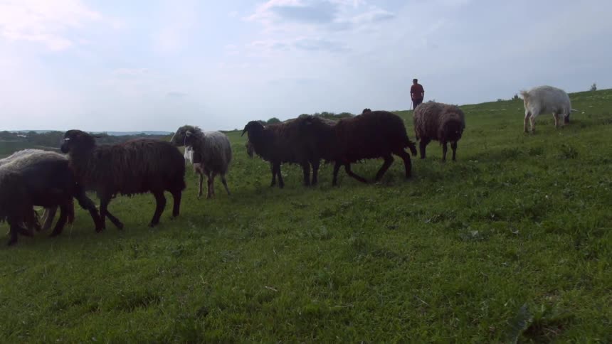 Black and white sheep graze on a hillside as a shepherd stands nearby on a sunny day