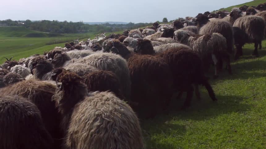 Different shades of brown sheep run down a green grass covered hill slope on a bright morning