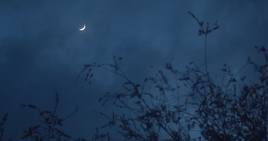 Plants with leaves with the moon sky and clouds above