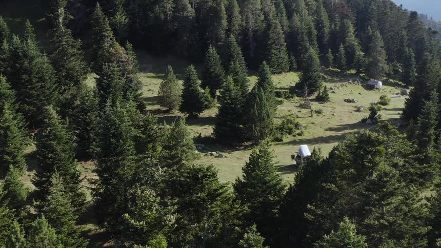 A vehicle sits in the midst of pine trees