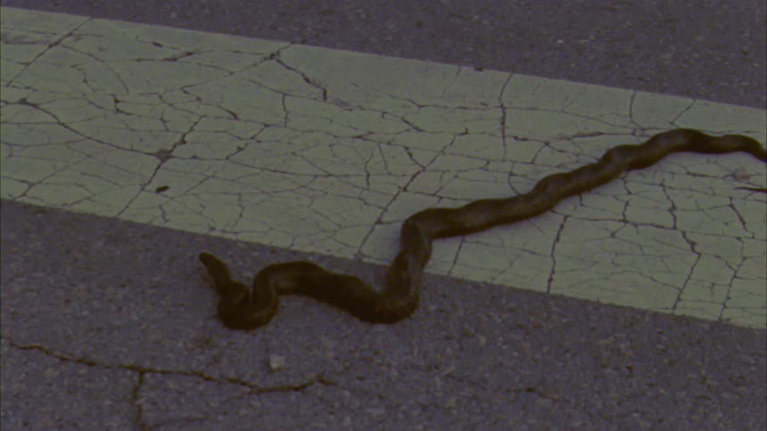 Snake in the middle of a road