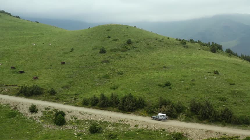A car driving past a field with cows in it
