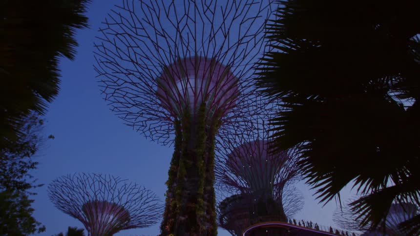 Branches are bare on mushroom shaped dragon trees