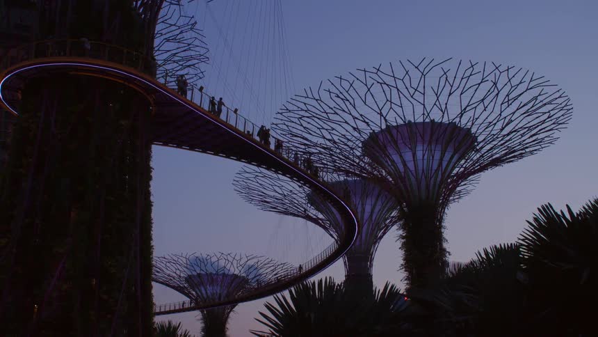 A small crowd stands on a pedestrian bridge that overlooks a garden of dragon trees