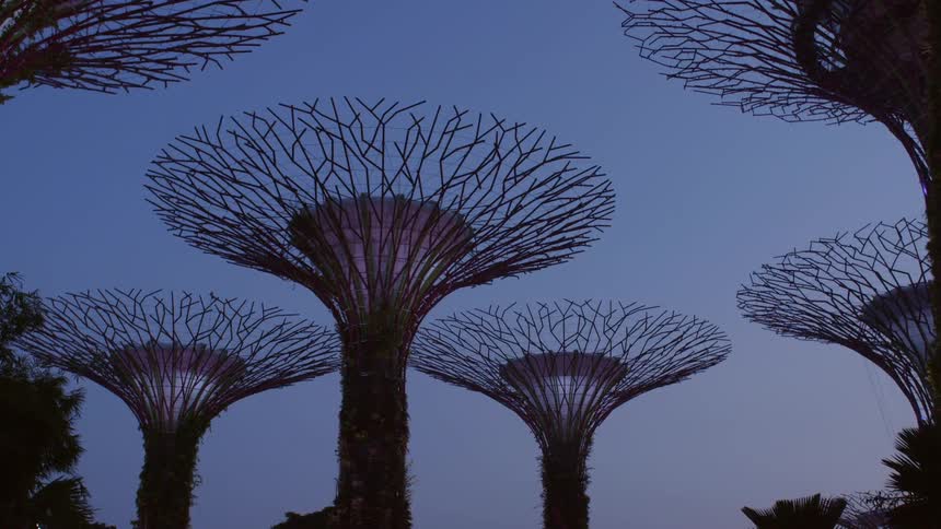 Dragon trees with bare branches sit evenly spaced