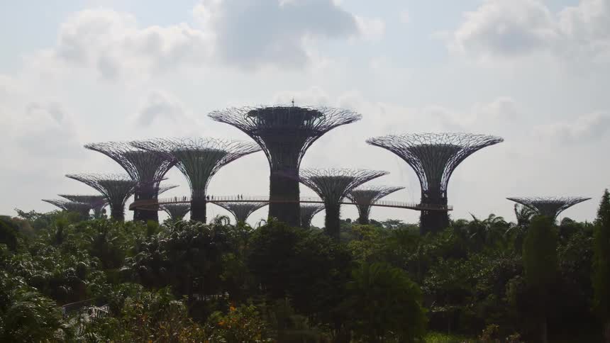 Bridge in the middle of a large forest surrounded by tree houses