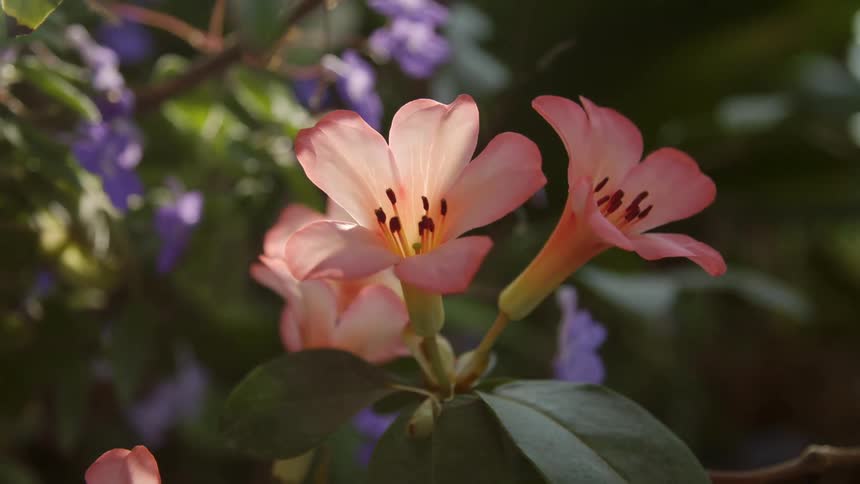 Flowers are displayed in spring