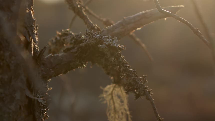 Branch on a tree with snow on it