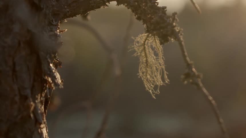 Leafless branches hang near tree trunk