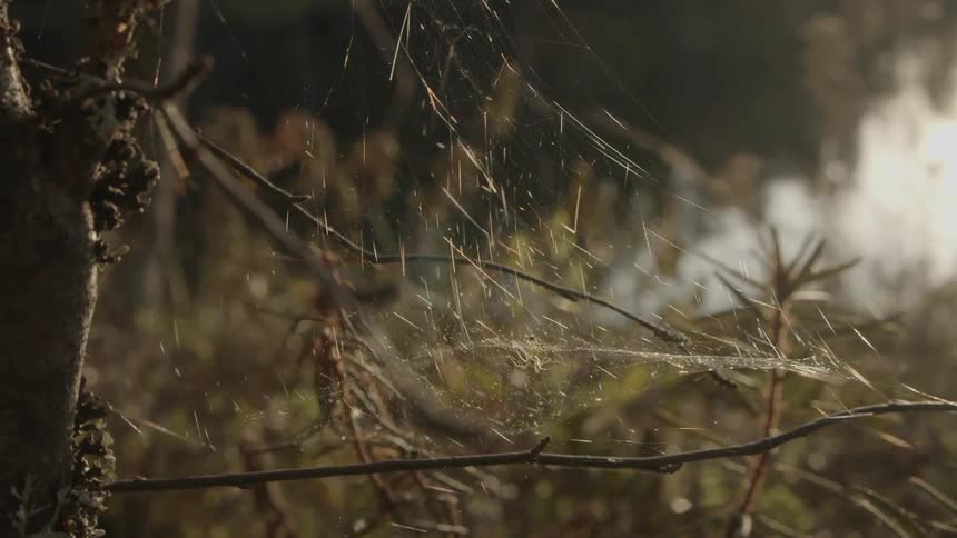 The branches are covered with spider webs