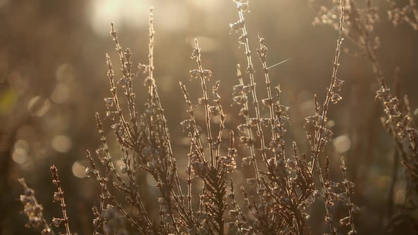 Wilting plants in a forest with bright sun casting light on a spiders web
