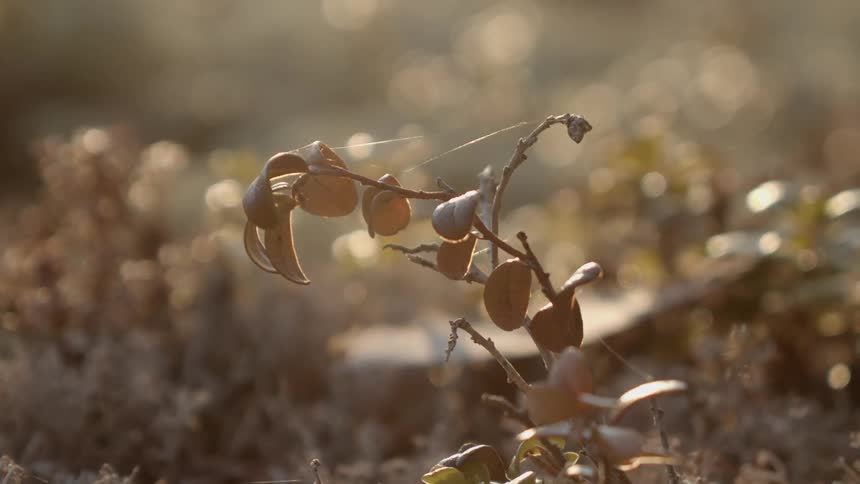 Dying plant with a spider web around it