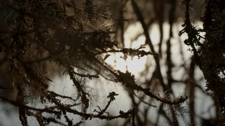 Close up tree branches against a white exterior setting with little sun