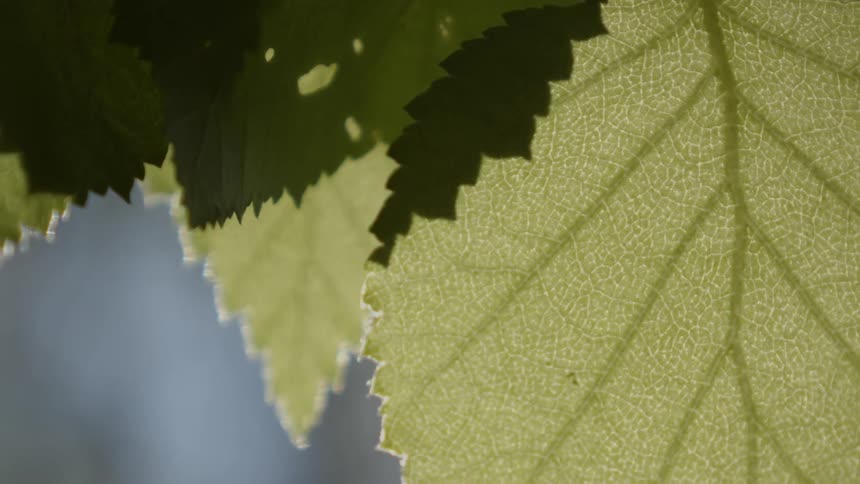 Close up of a leaf