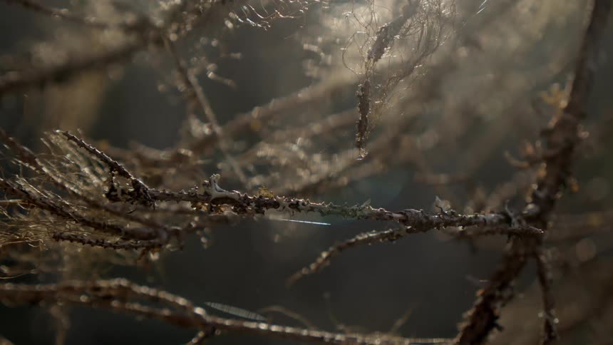Close up of branches with frozen water crystallized