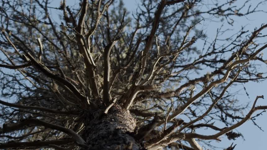Large tree with missing leaves and empty branches in a forest