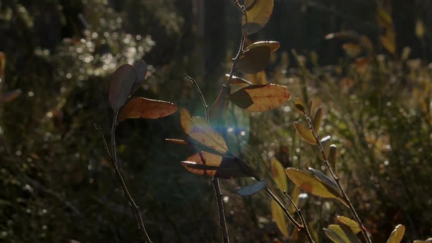 Plants with leaves with trees in the background