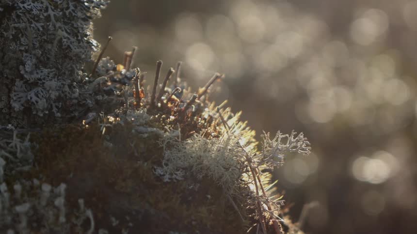 Snow frosted plant with a spiders web in a forest
