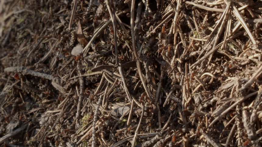 A swarm of ants crawl through and over and under sticks