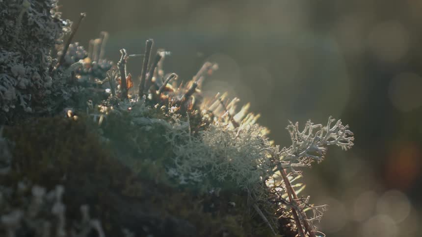 Snow covered plants with a dangling spiders web on a tiny hill