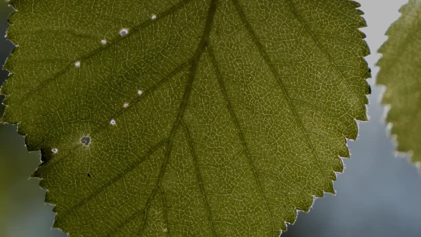 Close up of a leaf