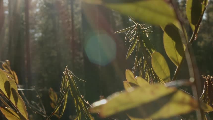 Close up of plants and leaves with trees in the background with sunlight streaming down