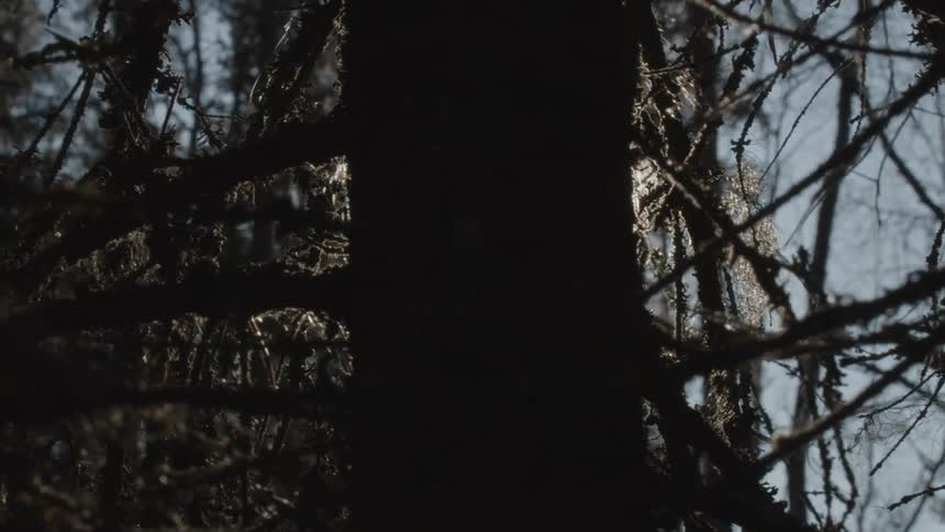 Sunlight peaks through a group of leafless tree branches in a forest setting