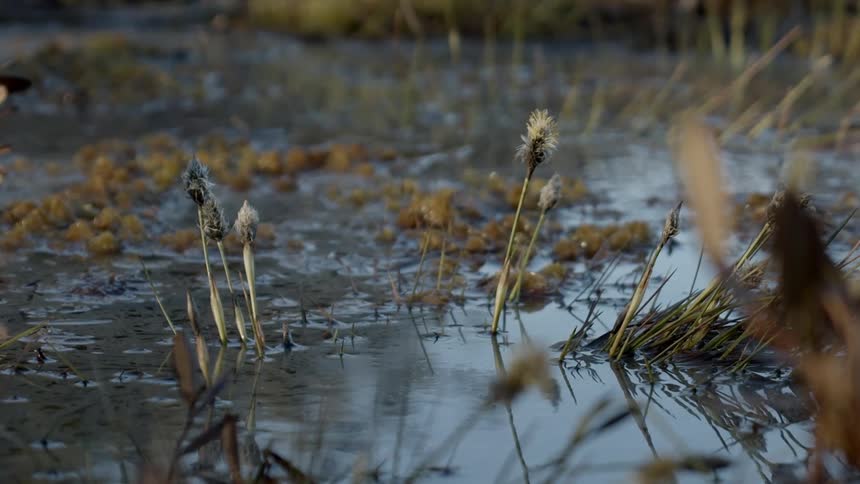 Close up of a marsh with plants growing in it
