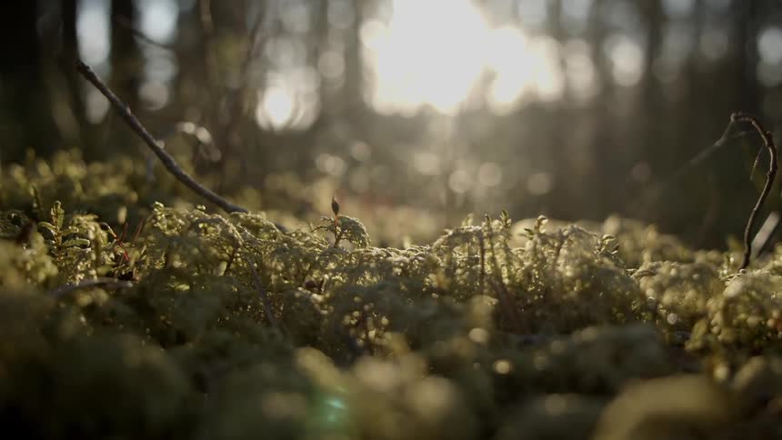 Close up of the ground with leaves and vegetation in a forest with sunlight peeking through