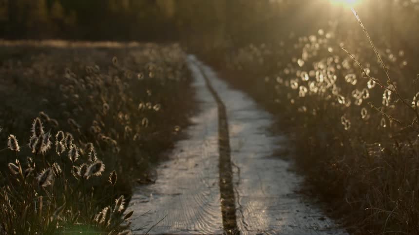 Sun setting in the distance over a forest while a small wooden pathway is revealed in between some flowers and grass
