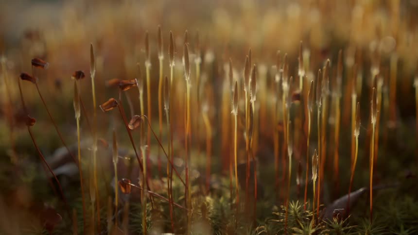 Plants with leaves in the sunlight