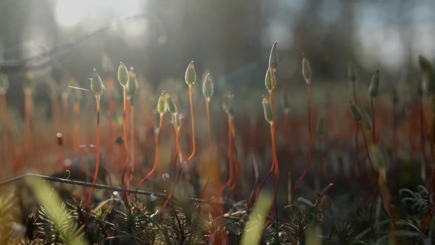 Close up of vegetation from a forest ground at dusk