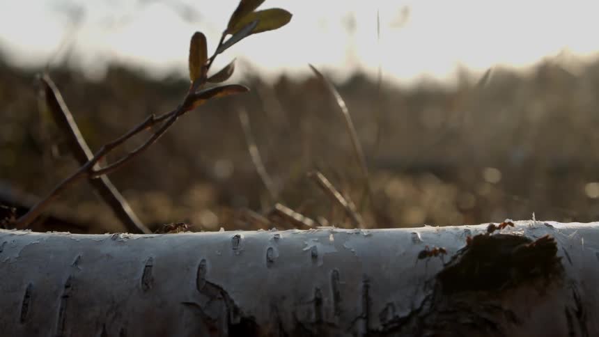 Ants are climbing on a branch outside at dusk
