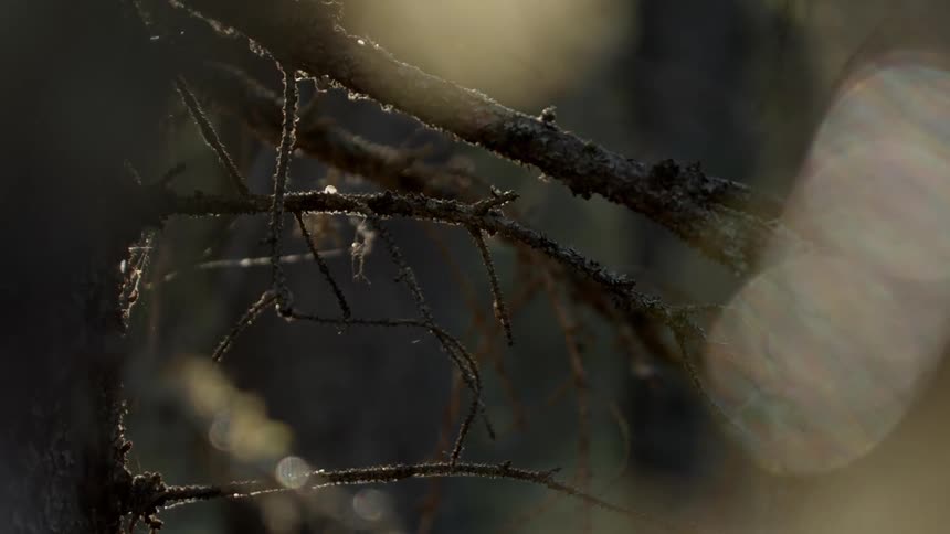 Drops of dew fall from frost covered tree branches