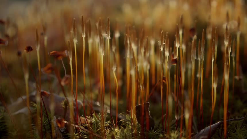 Flowers or weeds lined on a grassy plain zoomed in close on a sunny day